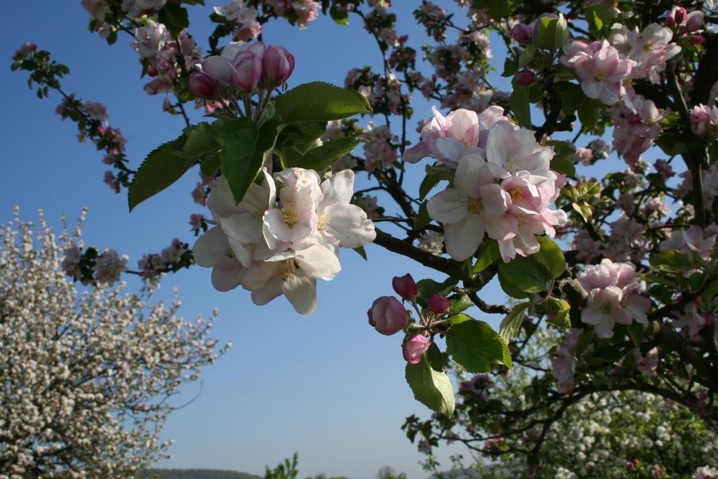 Villa Mandelblüte Gleiszellen-Gleishorbach Camera foto